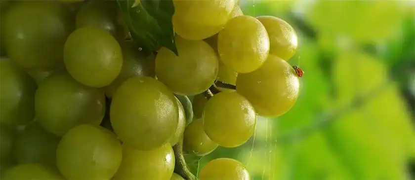 图片[4]-max一枝花Redshift渲染百科（高清画质带素材）-造集CREASETS